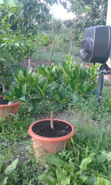 Citrus sinensis moro nucelare 58_8d-1 - Plantele mele 2018
