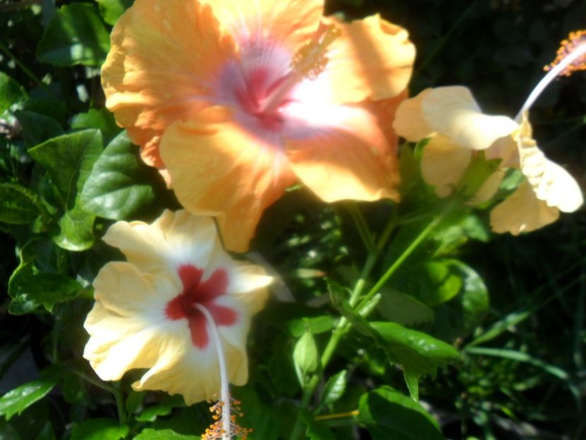  - hibiscusi 2018 3