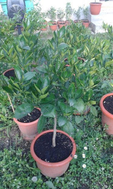 Citrus sinensis tarocco meli - Plantele mele 2018
