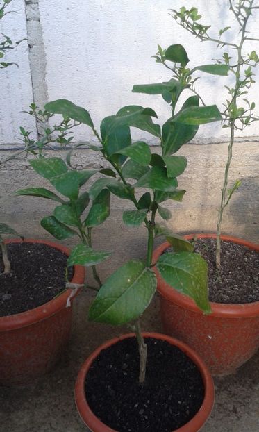 Citrus limon dulce brazilian - Plantele mele 2018