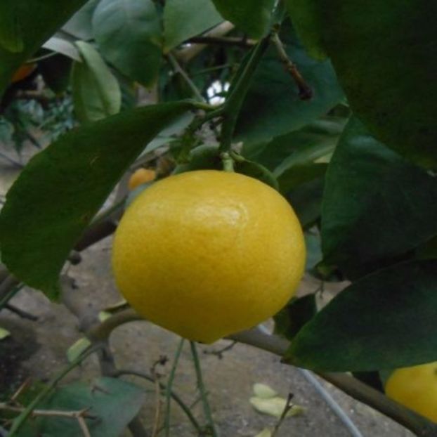 Citrus limon dulce brazilian - Plantele mele 2018