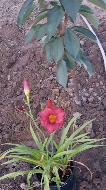  - Din gradina