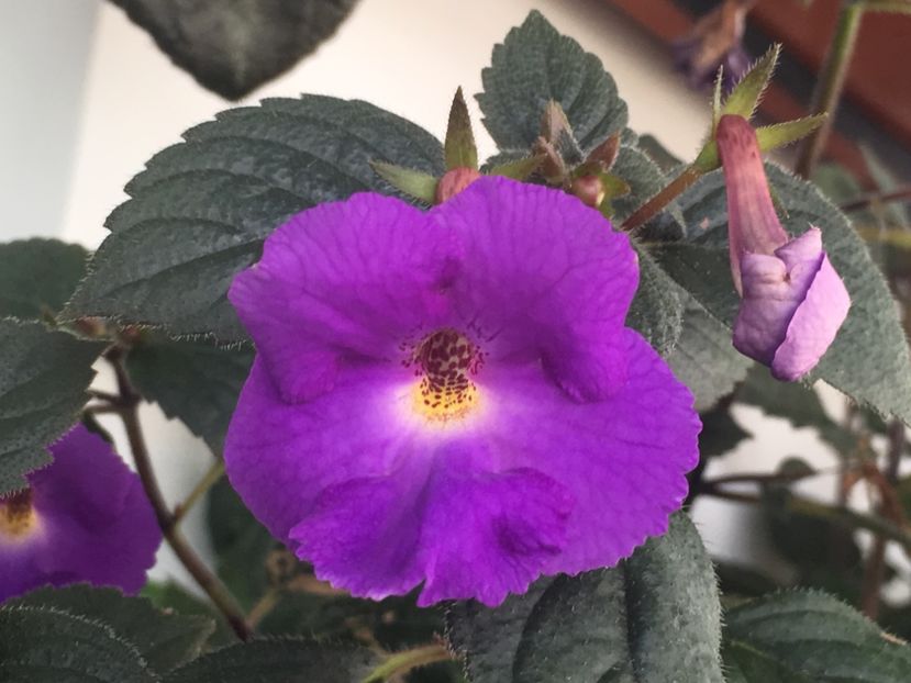 Purple King - Achimenes 2018