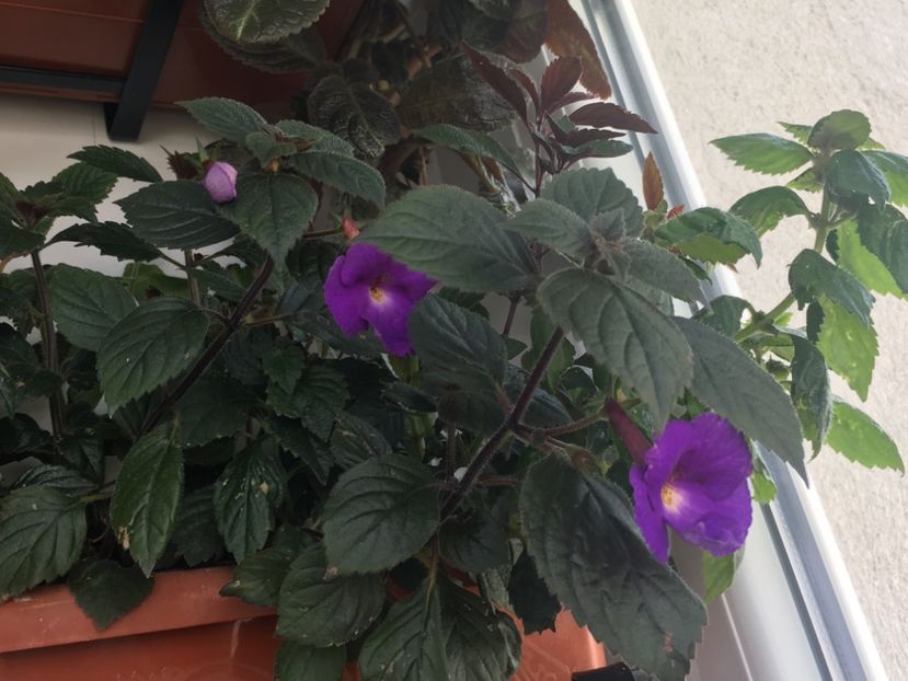 Purple King - Achimenes 2018
