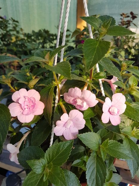 Duble pink rose - achimenes 2018