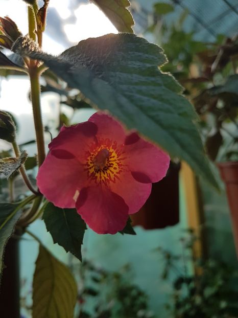Dale martens - achimenes 2018