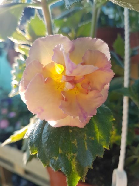 Yellow english - achimenes 2018
