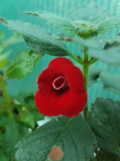 Petide fadette - achimenes 2018