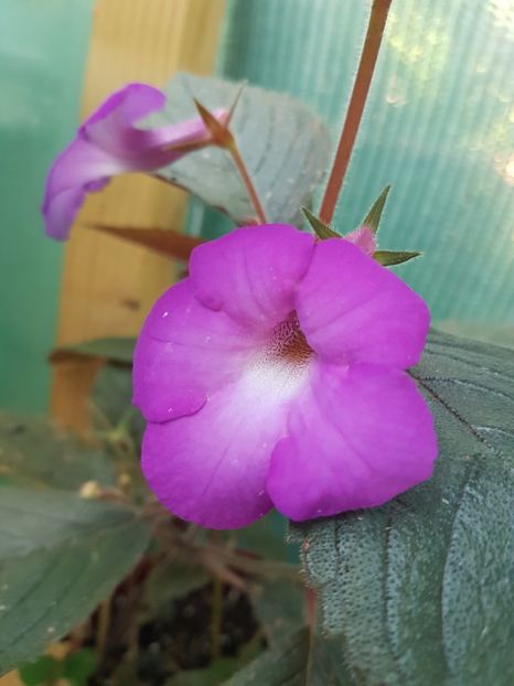Hilda michelson - achimenes 2018