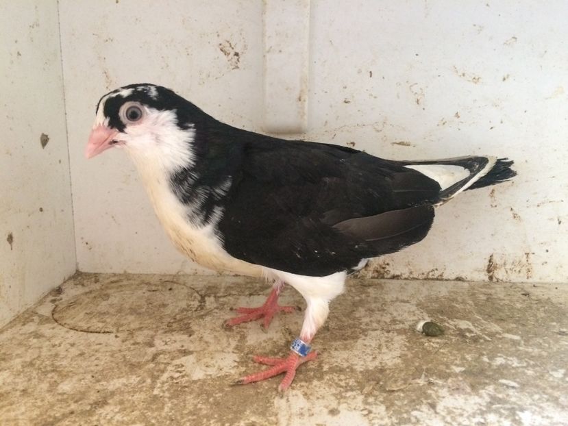 112 - 1-Lot zbor 2018