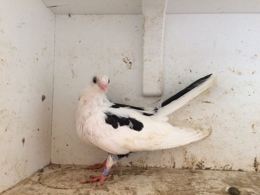 94 - 1-Lot zbor 2018