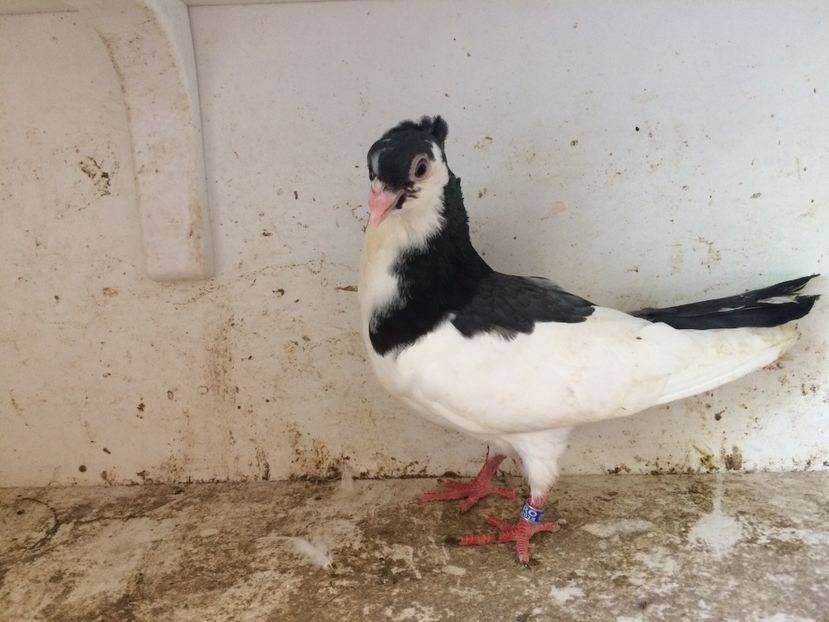 93 - 1-Lot zbor 2018