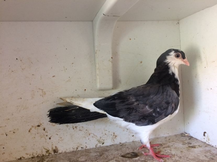 92 - 1-Lot zbor 2018