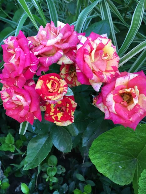 4615D997-0F19-4656-B218-08EF57EA565B - Trandafiri mini