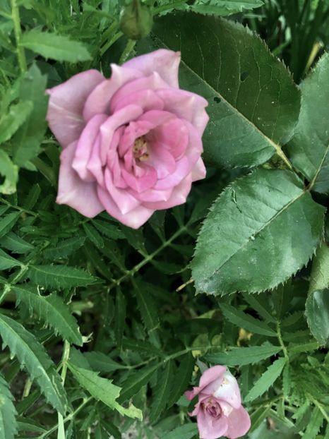 9FFEAA17-B057-48E6-885A-2F897EF2B1F3 - Trandafiri mini