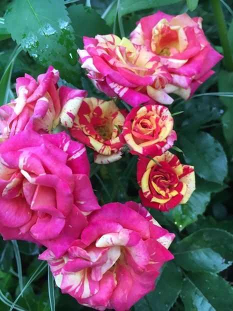 FDDF064D-6E10-4BC8-8D10-13DF30C5D29E - Trandafiri mini