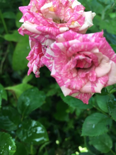 60448E35-D49E-4275-AED9-8BA35C294039 - Trandafiri mini