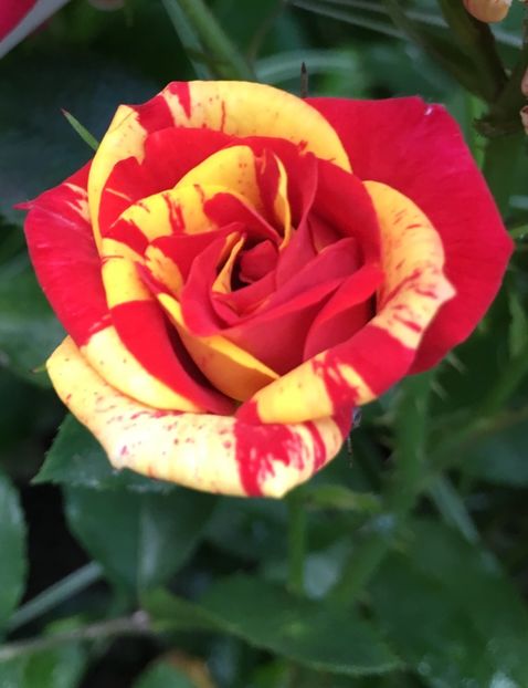 331D5B95-18BC-4AE8-A738-9589646F7B60 - Trandafiri mini