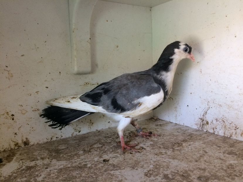 101 - 1-Lot zbor 2018