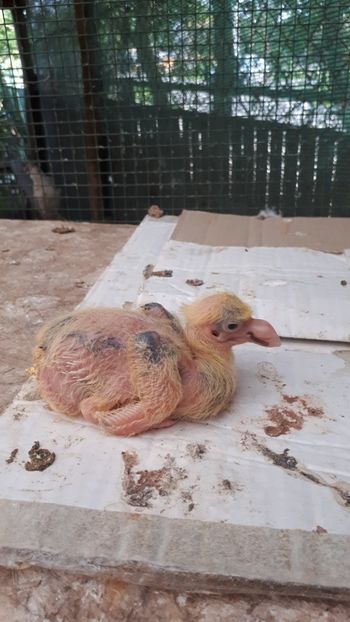 Agh - Tineret AGH 2018