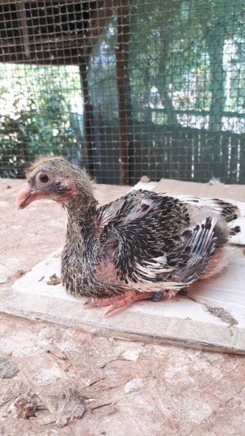 Agh - Tineret AGH 2018