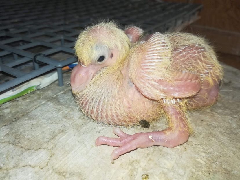 Agh - Tineret AGH 2018