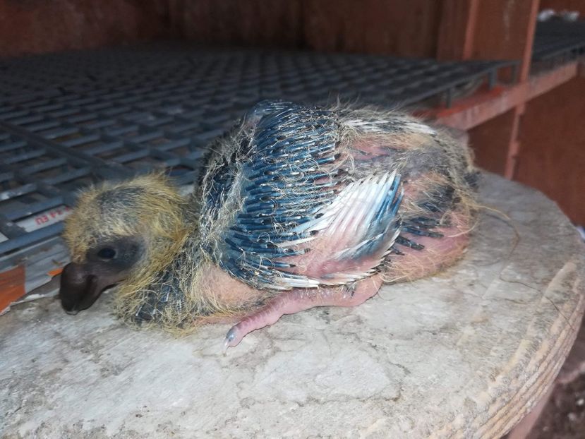 Agh - Tineret AGH 2018