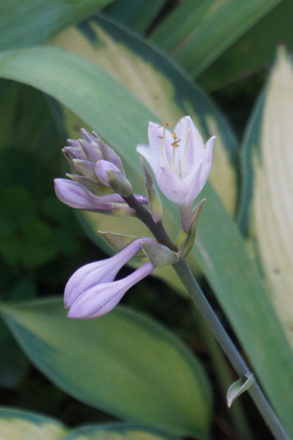  - Hosta 2018- 2022