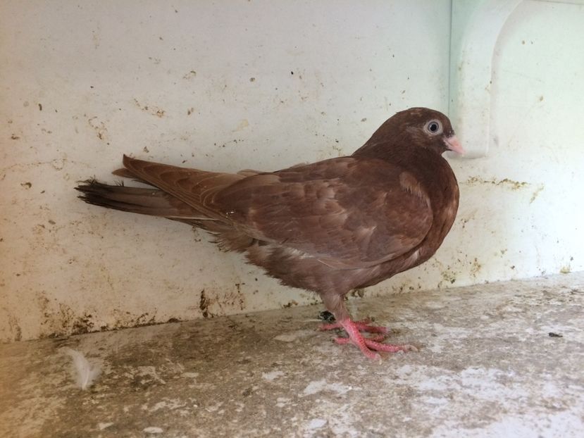 106 - 1-Lot zbor 2018