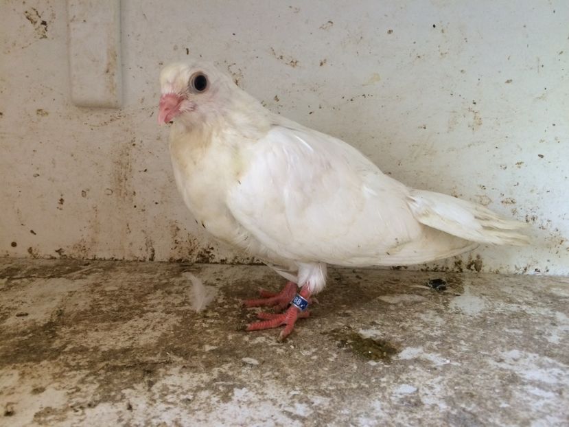 103 - 1-Lot zbor 2018