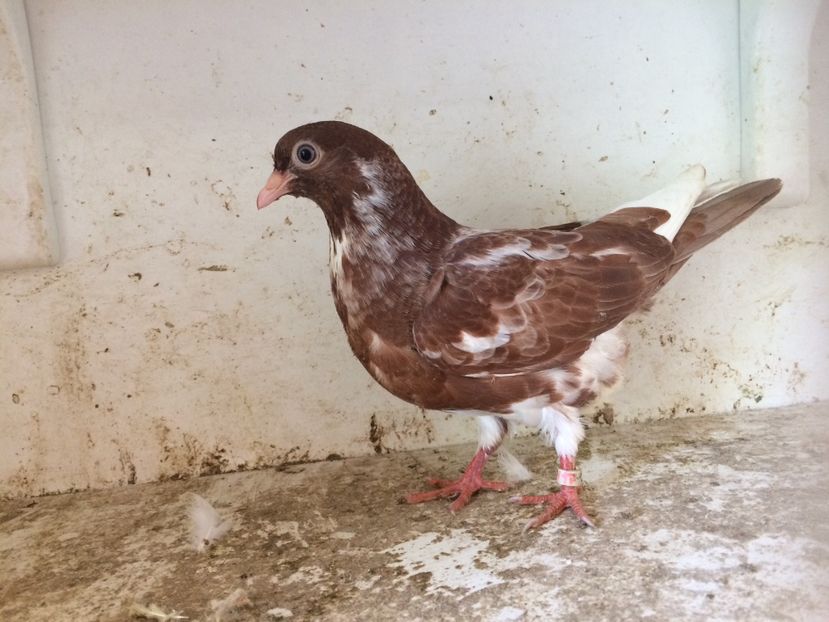 89 - 1-Lot zbor 2018