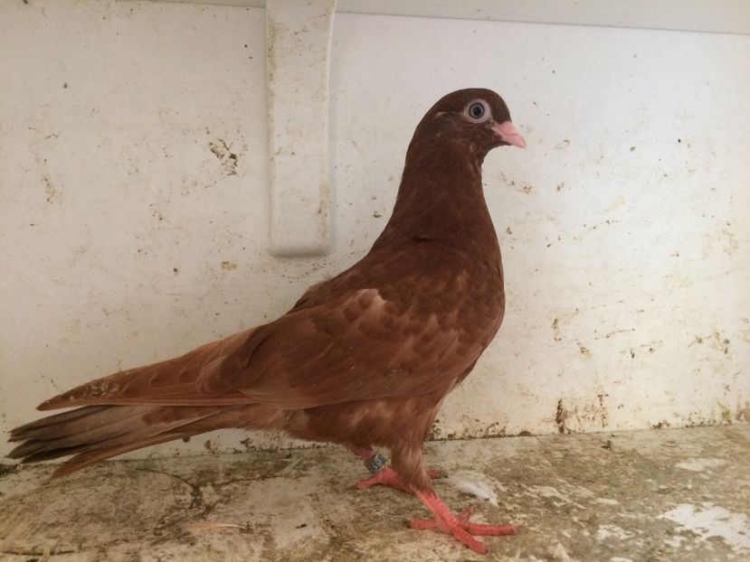 115 - 1-Lot zbor 2018