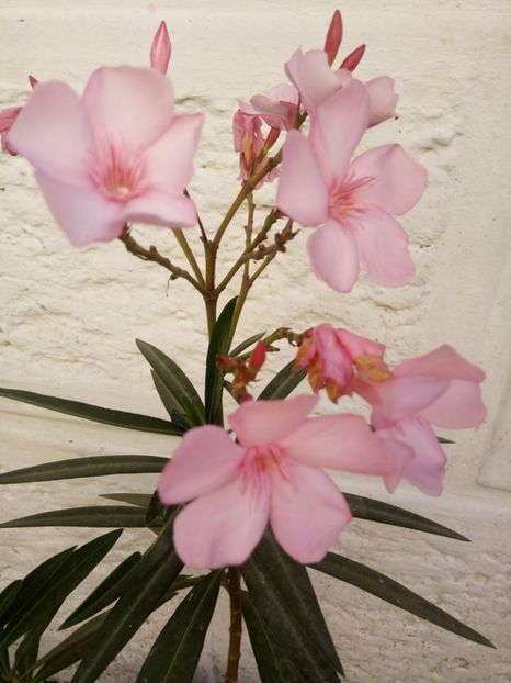  - Flori de PRIMAVARA-VARA -2018