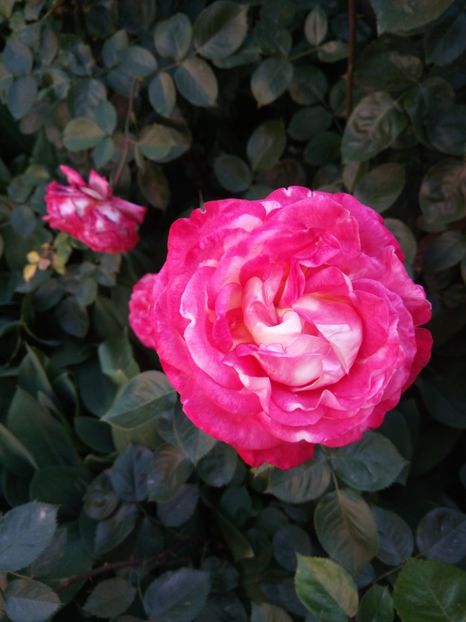  - Flori de PRIMAVARA-VARA -2018