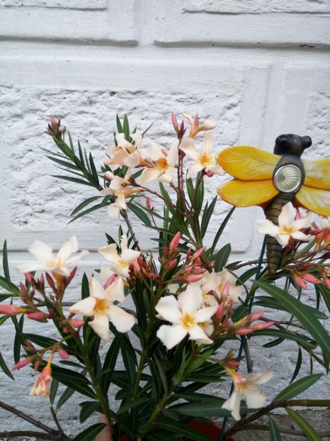  - Flori de PRIMAVARA-VARA -2018