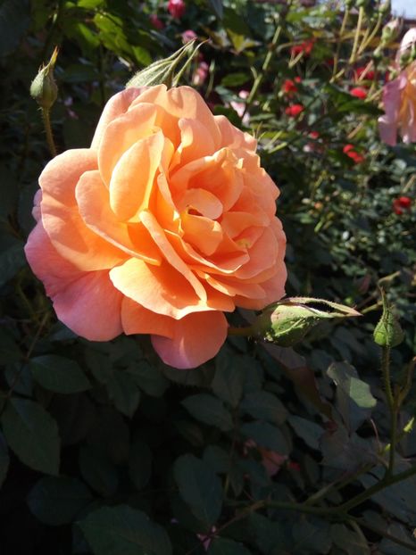  - Flori de PRIMAVARA-VARA -2018