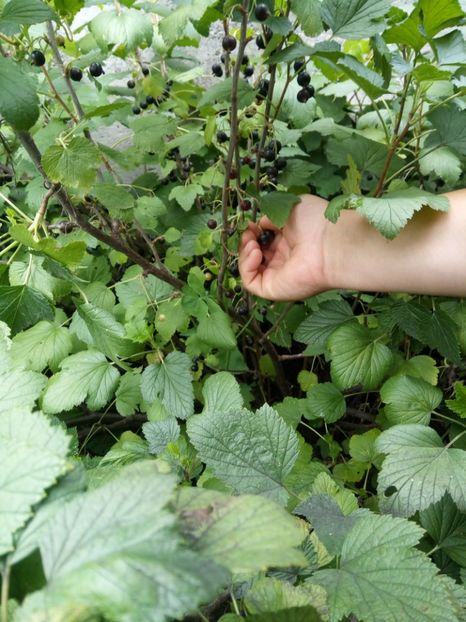 Coacaz negru - Flori de PRIMAVARA-VARA -2018