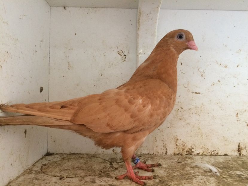 114 - 1-Lot zbor 2018