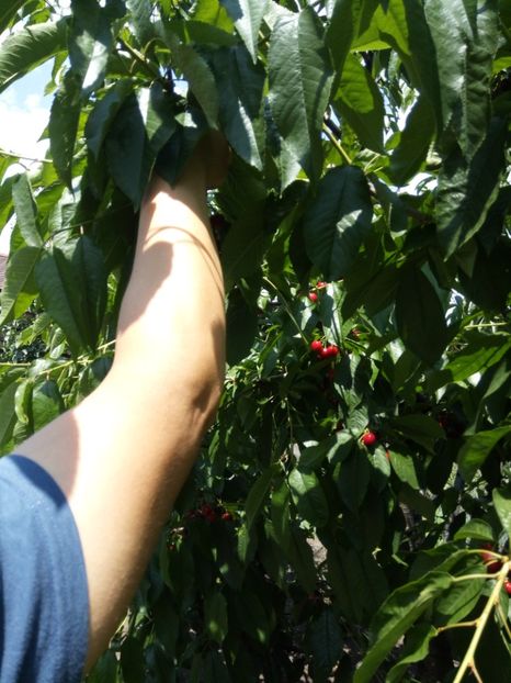 Sa copt ciresele ?????? - Flori de PRIMAVARA-VARA -2018