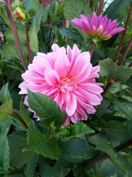  - Flori de PRIMAVARA-VARA -2018