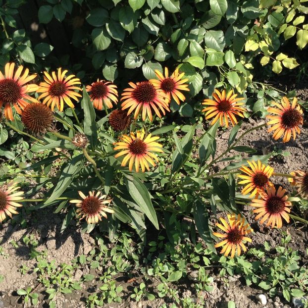 Flame thrower - Echinacea