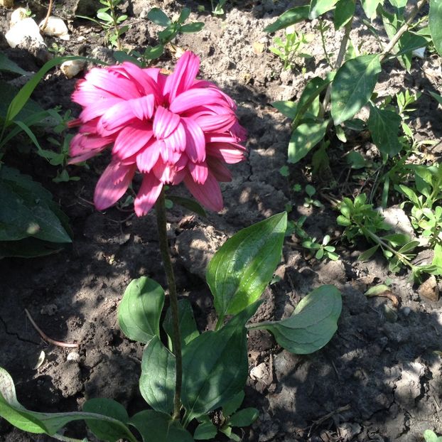 Blackberry truffle - Echinacea