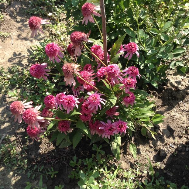 Pink double delight - Echinacea