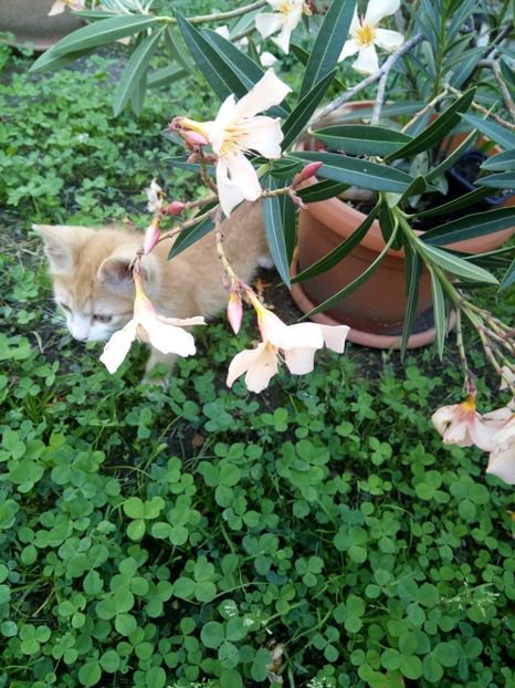  - Flori de PRIMAVARA-VARA -2018