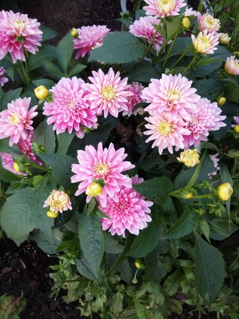  - Flori de PRIMAVARA-VARA -2018