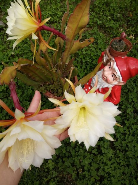  - Flori de PRIMAVARA-VARA -2018