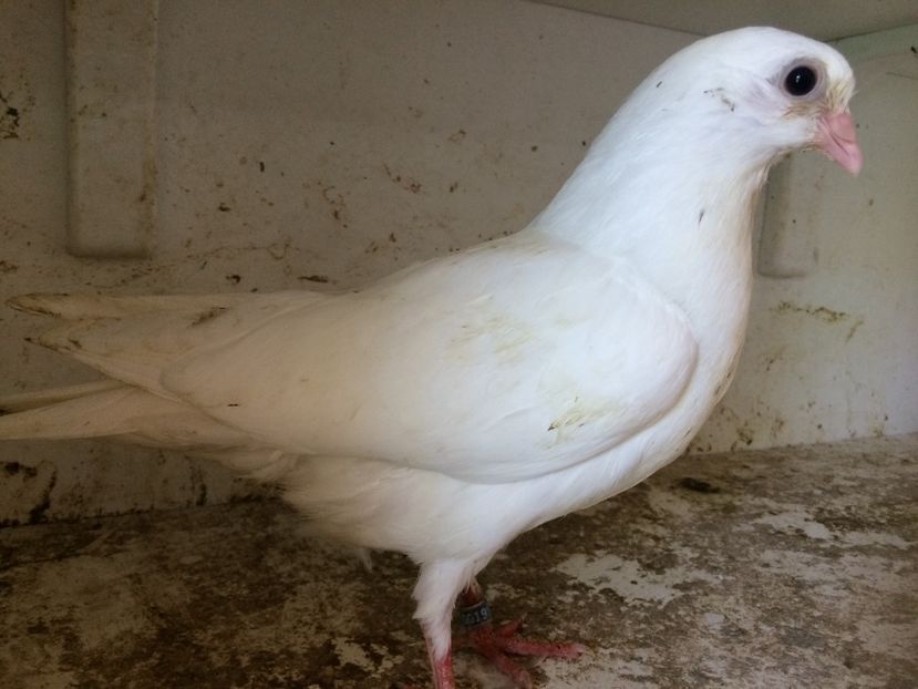 118 - 1-Lot zbor 2018