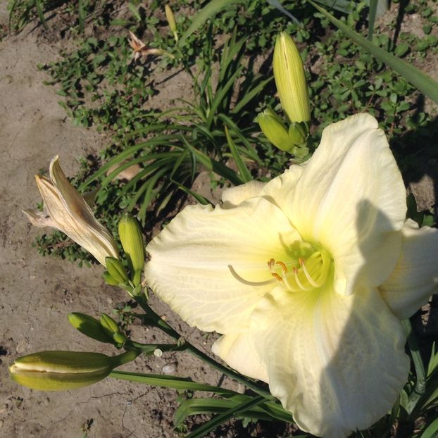 Cool it - Hemerocallis 2018
