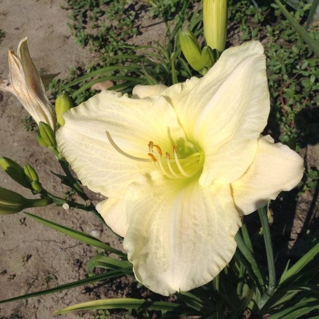 Cool it - Hemerocallis 2018