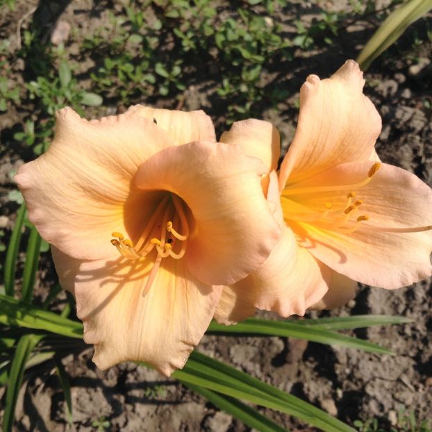 Mini pearls - Hemerocallis 2018